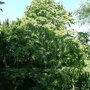 Boomhazelaar (Corylus colurna) colurna